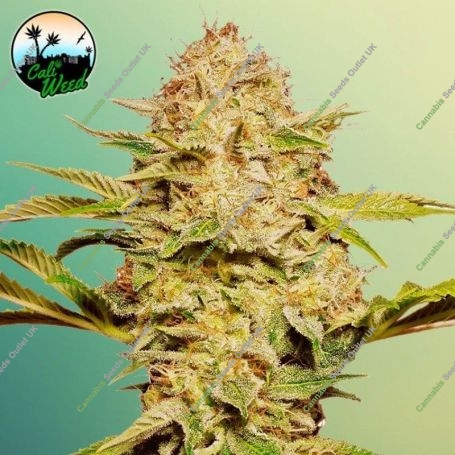 Cali Glue Auto Feminized Marijuana Strain by Cali Weed For Sale Online at Cannabis Seeds Outlet