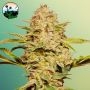 Cali Glue Auto Feminized Marijuana Strain by Cali Weed For Sale Online at Cannabis Seeds Outlet
