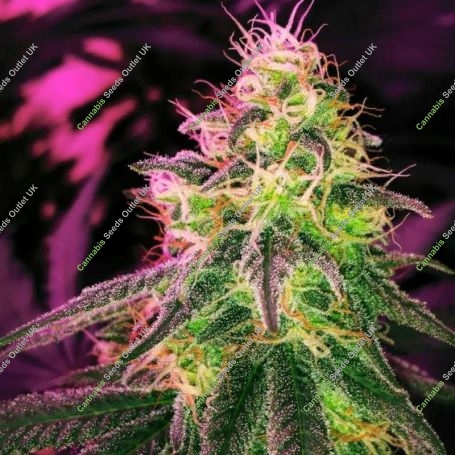Black Jack Auto Feminized Marijuana Strain by Nirvana For Sale Online at Cannabis Seeds Outlet