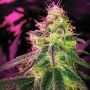 Black Jack Auto Feminized Marijuana Strain by Nirvana For Sale Online at Cannabis Seeds Outlet