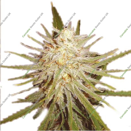 Cinderella 99 Feminized Marijuana Strain by Our Own Weed Breeders For Sale Online at Cannabis Seeds Outlet