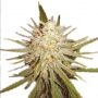 Cinderella 99 Feminized Marijuana Strain by Our Own Weed Breeders For Sale Online at Cannabis Seeds Outlet