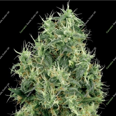 White Gold Feminized Marijuana Strain by White Label For Sale Online at Cannabis Seeds Outlet