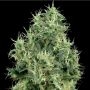 White Gold Feminized Marijuana Strain by White Label For Sale Online at Cannabis Seeds Outlet