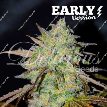Marmalate Early V Feminized Marijuana Strain by Delicious Seeds For Sale Online at Cannabis Seeds Outlet