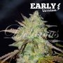 Marmalate Early V Feminized Marijuana Strain by Delicious Seeds For Sale Online at Cannabis Seeds Outlet
