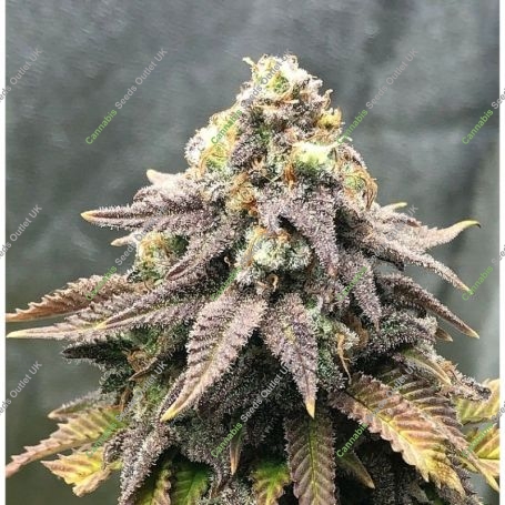 Mango Mass Feminized Marijuana Strain by Critical Mass Collective For Sale Online at Cannabis Seeds Outlet