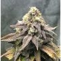 Mango Mass Feminized Marijuana Strain by Critical Mass Collective For Sale Online at Cannabis Seeds Outlet