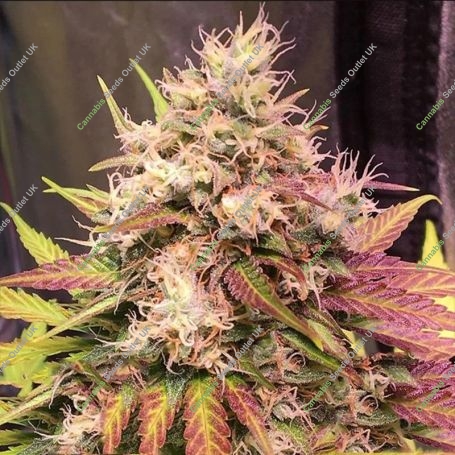 Skush Auto Feminized Marijuana Strain by Top Shelf Elite For Sale Online at Cannabis Seeds Outlet