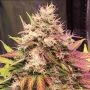 Skush Auto Feminized Marijuana Strain by Top Shelf Elite For Sale Online at Cannabis Seeds Outlet