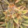 Dragon Fruit Auto Feminized Marijuana Strain by Dragon Seeds For Sale Online at Cannabis Seeds Outlet