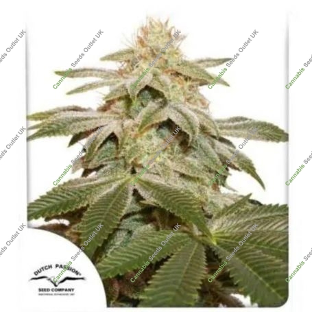 Sugar Bomb Punch Feminized Marijuana Strain by Dutch Passion For Sale Online at Cannabis Seeds Outlet