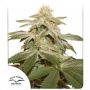 Sugar Bomb Punch Feminized Marijuana Strain by Dutch Passion For Sale Online at Cannabis Seeds Outlet