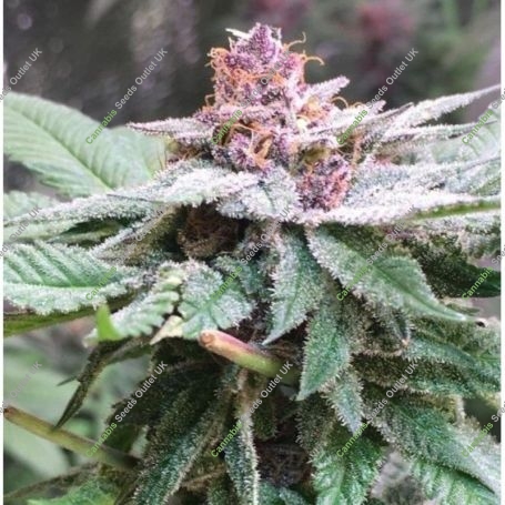 Bubba Kush x PCK Marijuana Strain by Ace Seeds For Sale Online at Cannabis Seeds Outlet