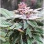 Bubba Kush x PCK Marijuana Strain by Ace Seeds For Sale Online at Cannabis Seeds Outlet