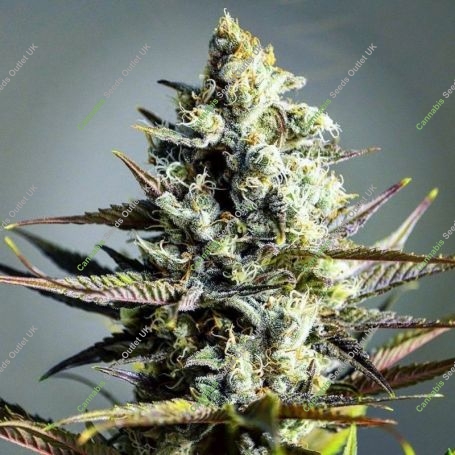Da Critical Feminized Marijuana Strain by Philosopher Seeds For Sale Online at Cannabis Seeds Outlet