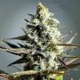 Da Critical Feminized Marijuana Strain by Philosopher Seeds For Sale Online at Cannabis Seeds Outlet