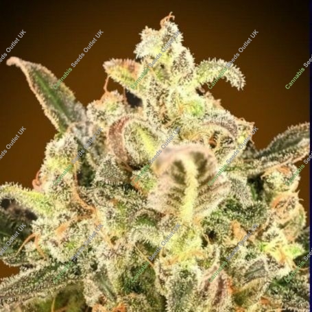 Biodiesel Mass XXL Auto Feminized Marijuana Strain by Advanced Seeds For Sale Online at Cannabis Seeds Outlet