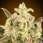 Biodiesel Mass XXL Auto Feminized Marijuana Strain by Advanced Seeds For Sale Online at Cannabis Seeds Outlet