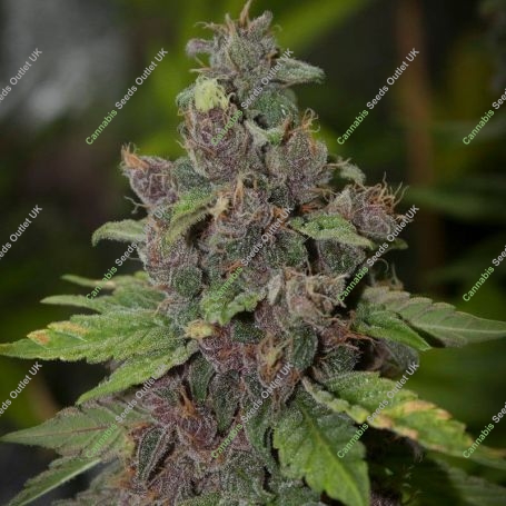 Agent Orange Regular Marijuana Strain by Philosopher Seeds For Sale Online at Cannabis Seeds Outlet