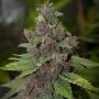 Agent Orange Regular Marijuana Strain by Philosopher Seeds For Sale Online at Cannabis Seeds Outlet