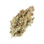 Philosopher Seeds Agent Orange Smoke Buds Weed Ganja Skunk Dope Pot Images Pics Nuggets