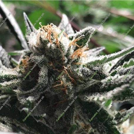 Condor Auto Feminized Marijuana Strain by R-Kiem For Sale Online at Cannabis Seeds Outlet