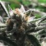 Condor Auto Feminized Marijuana Strain by R-Kiem For Sale Online at Cannabis Seeds Outlet