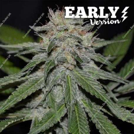 Critical Nevilla Haze Fast V Feminized Marijuana Strain by Delicious Seeds For Sale Online at Cannabis Seeds Outlet
