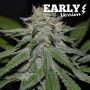 Critical Nevilla Haze Fast V Feminized Marijuana Strain by Delicious Seeds For Sale Online at Cannabis Seeds Outlet