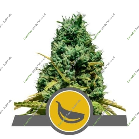 Garlic Mist Regular Marijuana Strain by Royal Queen Seeds For Sale Online at Cannabis Seeds Outlet