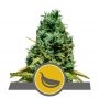 Garlic Mist Regular Marijuana Strain by Royal Queen Seeds For Sale Online at Cannabis Seeds Outlet