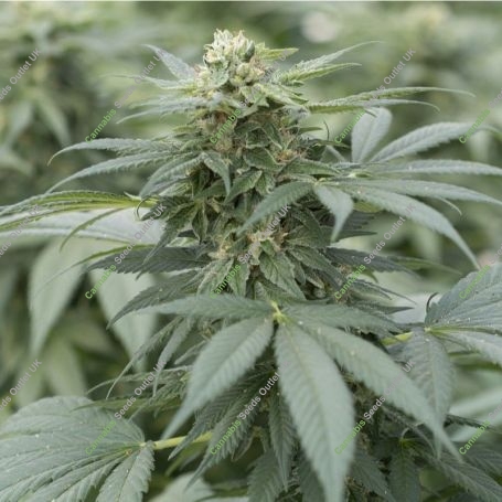 Gorilla Glue No4 Feminized Marijuana Strain by Emerald Triangle For Sale Online at Cannabis Seeds Outlet