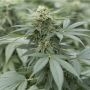 Gorilla Glue No4 Feminized Marijuana Strain by Emerald Triangle For Sale Online at Cannabis Seeds Outlet