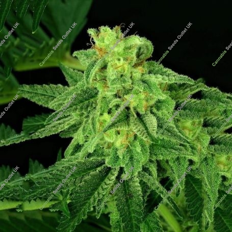Super Mutant Mass Auto Marijuana Strain by Critical Mass Collective For Sale Online at Cannabis Seeds Outlet