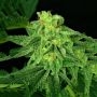 Super Mutant Mass Auto Marijuana Strain by Critical Mass Collective For Sale Online at Cannabis Seeds Outlet