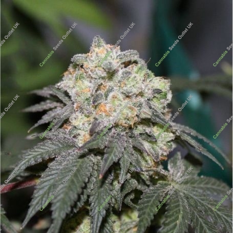 Alien Cookies Feminized Marijuana Strain by Purple Caper For Sale Online at Cannabis Seeds Outlet