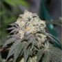 Alien Cookies Feminized Marijuana Strain by Purple Caper For Sale Online at Cannabis Seeds Outlet