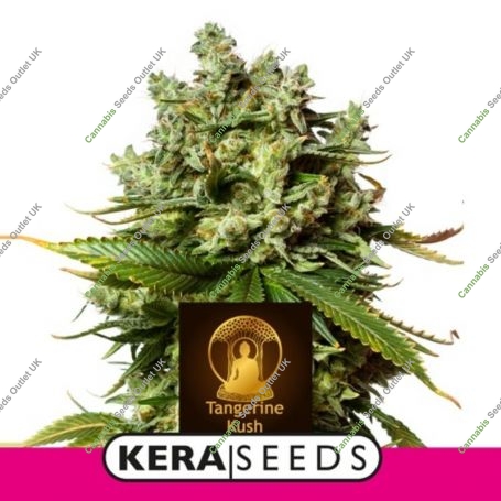 Tangerine Kush Feminized Marijuana Strain by Kera Seeds For Sale Online at Cannabis Seeds Outlet
