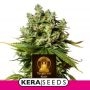 Tangerine Kush Feminized Marijuana Strain by Kera Seeds For Sale Online at Cannabis Seeds Outlet
