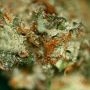 Tangerine Kush Feminized by Kera Seeds THC Content Potency Strength CBD Height Yield Flowering Time Indica Sativa Genetics