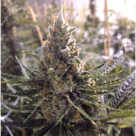 Surf n Turf Pilchards Feminized Marijuana Strain by Pilchards Caviar Bodega For Sale Online at Cannabis Seeds Outlet