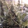 Surf n Turf Pilchards Feminized Marijuana Strain by Pilchards Caviar Bodega For Sale Online at Cannabis Seeds Outlet