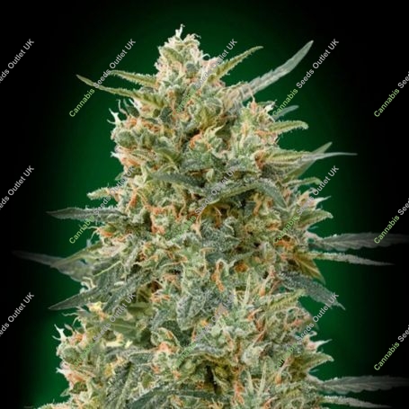 Sweet Critical CBD Feminized Marijuana Strain by OO Seeds For Sale Online at Cannabis Seeds Outlet