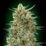 Sweet Critical CBD Feminized Marijuana Strain by OO Seeds For Sale Online at Cannabis Seeds Outlet