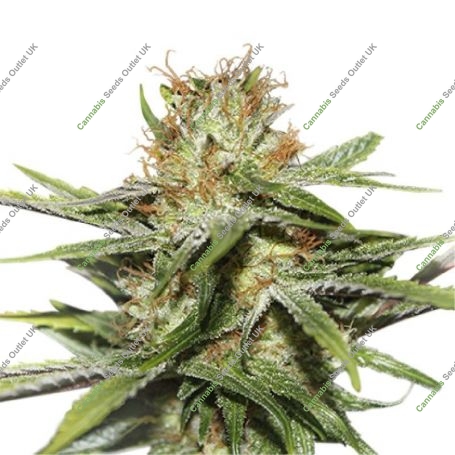 Critical XXL Marijuana Strain by Seed Stockers For Sale Online at Cannabis Seeds Outlet