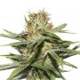 Critical XXL Marijuana Strain by Seed Stockers For Sale Online at Cannabis Seeds Outlet