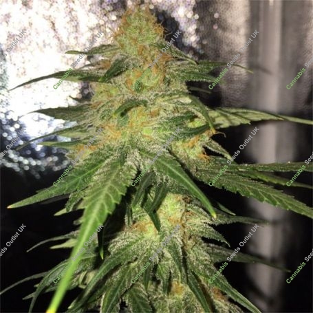 Bubble Gum CBD Feminized Marijuana Strain by OO Seeds For Sale Online at Cannabis Seeds Outlet