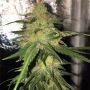 Bubble Gum CBD Feminized Marijuana Strain by OO Seeds For Sale Online at Cannabis Seeds Outlet