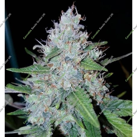Monster Mass Auto Feminized Marijuana Strain by Critical Mass Collective For Sale Online at Cannabis Seeds Outlet